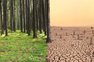 Climate Change and Its Effects on the Interior Design Industry