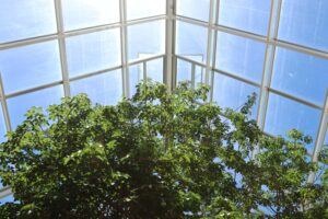 low angle shot beautiful trees inside greenhouse sun light